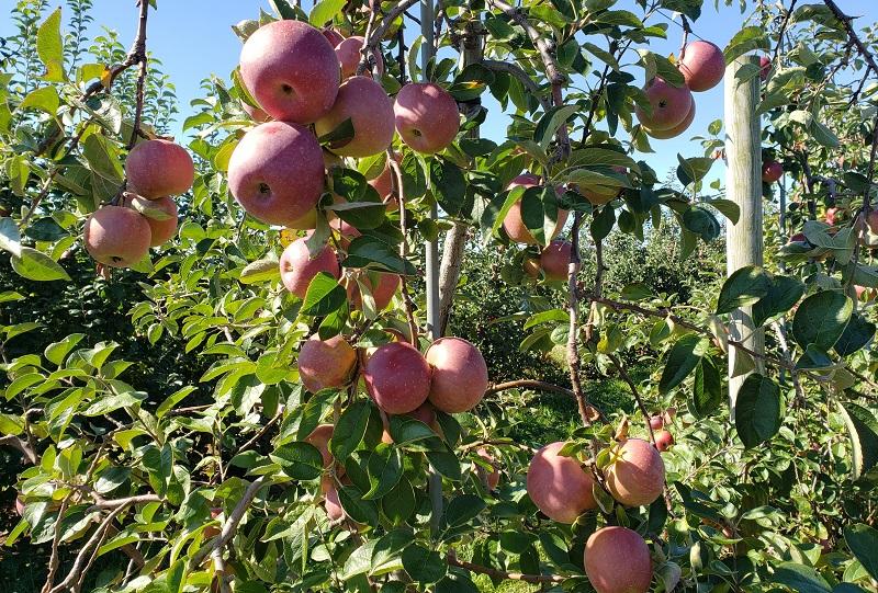 enterprise apples